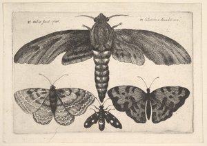 Mariposa e três borboletas, 1646. de Wenceslaus Hollar