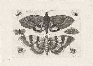 Traças e pequenos insectos
Insectos (título da série)
Muscarum Scarabeorum (título da série) de Wenceslaus Hollar