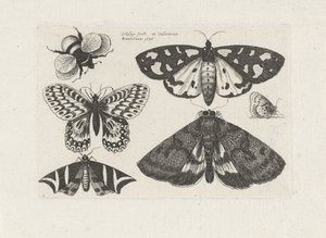 Traças, borboletas e uma abelha
Insectos (título da série)
Muscarum Scarabeorum (título da série) de Wenceslaus Hollar
