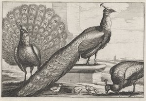 pavões Diversae avium espécies (título da série) Pássaros diferentes (título da série) de Wenceslaus Hollar