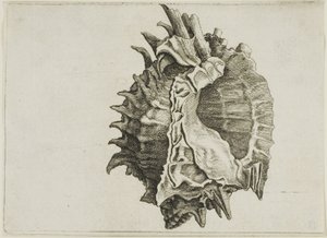 Murex de boca rosa (phyllonotus erythrostomus) de Wenceslaus Hollar