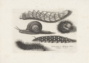 Lagartas e um caracol
Insectos (título da série)
Muscarum Scarabeorum (título da série) de Wenceslaus Hollar
