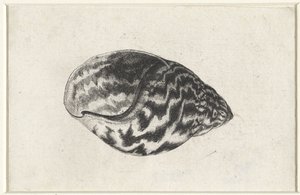 Shell, Achatina Achatina Conchas (título da série) de Wenceslaus Hollar