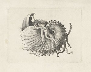 Schelp, argonauta nodosa
Schelpen (título da série) de Wenceslaus Hollar