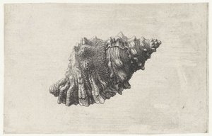 Concha, bursa rubeta Conchas (título da série) de Wenceslaus Hollar