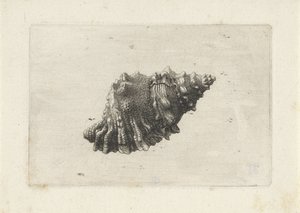 Concha, bursa rubeta Conchas (título da série) de Wenceslaus Hollar