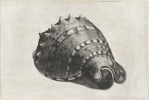 Concha, cassis cornuta Conchas (título da série) de Wenceslaus Hollar