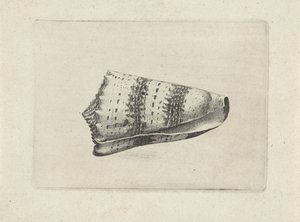 Concha, cone imperialis Conchas (título da série) de Wenceslaus Hollar