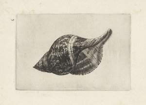 Schelp, fasciolaria tulipa
Schelpen (título da série) de Wenceslaus Hollar