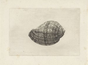 Schelp, harpa major
Schelpen (título da série) de Wenceslaus Hollar