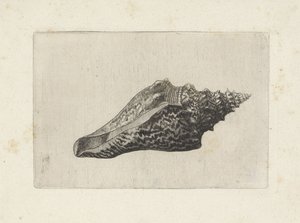 Concha, hemifusus ternatanus Conchas (título da série) de Wenceslaus Hollar