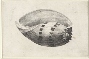 Esquema, ânfora de melo
Schelpen (título da série) de Wenceslaus Hollar