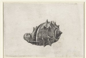 Concha, melongena melongena Conchas (título da série) de Wenceslaus Hollar