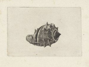 Concha, melongena melongena
Conchas (título da série) de Wenceslaus Hollar