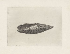 Schelp, mitra papalis
Schelpen (título da série) de Wenceslaus Hollar