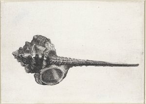 Concha, murex haustellum Conchas (título da série) de Wenceslaus Hollar