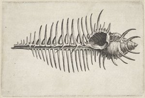Concha, murex pecten Conchas (título da série) de Wenceslaus Hollar