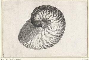 Schelp, nautilus pompilius
Schelpen (título da série) de Wenceslaus Hollar