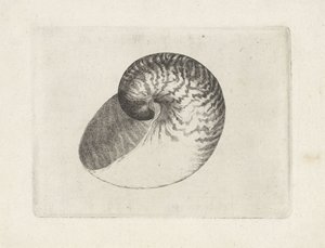Schelp, nautilus pompilius
Schelpen (título da série) de Wenceslaus Hollar