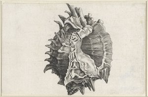 Schelp, phyllonotus erythrostomus
Schelpen (título da série) de Wenceslaus Hollar