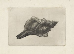 Schelp, trapézio pleuroploca
Schelpen (título da série) de Wenceslaus Hollar