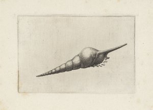 Schelp, tibia fusus melanocheilus
Schelpen (título da série) de Wenceslaus Hollar