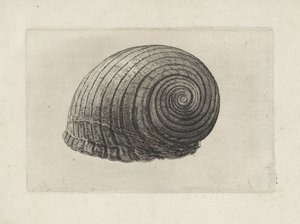 Schelp, tonna galea
Schelpen (título da série) de Wenceslaus Hollar