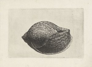 Schelp, tonna perdix
Schelpen (título da série) de Wenceslaus Hollar