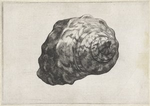 Shell, turbo sarmaticus Conchas (título da série) de Wenceslaus Hollar