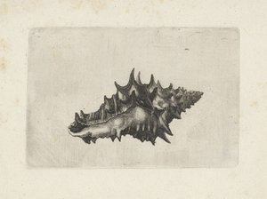 Schelp, vasum ceramicum
Schelpen (título da série) de Wenceslaus Hollar