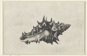 Concha, vasum ceramicum Conchas (título da série) de Wenceslaus Hollar