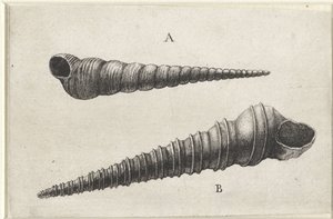 Conchas, turritella terebra (A) e turritella duplicata (B) Conchas (título da série) de Wenceslaus Hollar