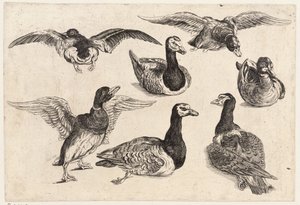 Sete patos de Wenceslaus Hollar