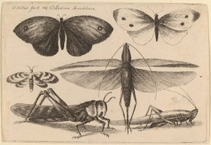 Seis insetos de Wenceslaus Hollar