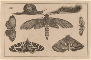Seis insetos, uma lagarta e um caracol de Wenceslaus Hollar
