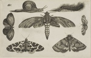 Seis insetos, uma lagarta e um caracol de Wenceslaus Hollar