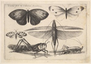 Seis insetos, 1646. de Wenceslaus Hollar