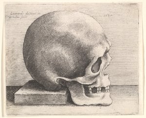Crânio no perfil para a direita, 1645. de Wenceslaus Hollar