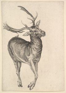 Stag, 1625-77. de Wenceslaus Hollar