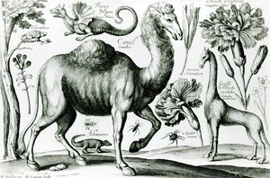 Estudo de Animais e Flores, gravado por D. Loggan de Wenceslaus Hollar