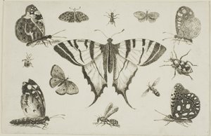 Borboleta de cauda de andorinha e doze outros insetos de Wenceslaus Hollar