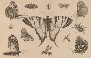 Borboleta de cauda de andorinha e doze outros insetos. de Wenceslaus Hollar
