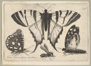 Três borboletas e uma vespa, 1646. de Wenceslaus Hollar