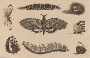 Três Lagartas, uma Traça, e Quatro Borboletas. de Wenceslaus Hollar