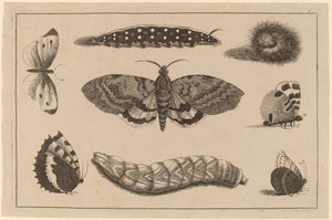 Três lagartas, uma mariposa e quatro borboletas de Wenceslaus Hollar