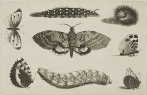 Três lagartas, uma mariposa e quatro borboletas de Wenceslaus Hollar