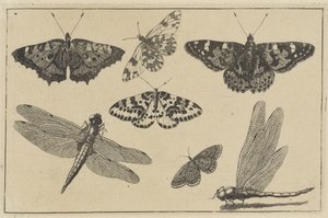 Duas libélulas e cinco borboletas Vários insetos (título da série) Diversae Insectorum (título da série) de Wenceslaus Hollar
