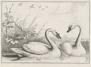 Dois cisnes
Diversae avium species (título da série)
Várias aves (título da série) de Wenceslaus Hollar