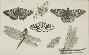 Duas libélulas e cinco borboletas de Wenceslaus Hollar