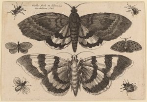 Duas traças e seis insetos de Wenceslaus Hollar